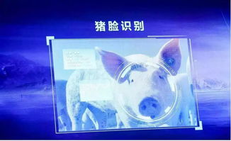 跨界風(fēng)云 馬云、劉強(qiáng)東為何在豬價(jià)暴漲之際“卷”入養(yǎng)豬大業(yè)？